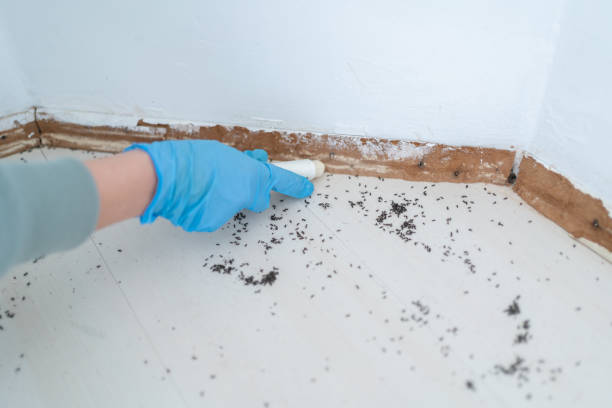 Best Affordable Pest Control Services  in Terrell Hills, TX